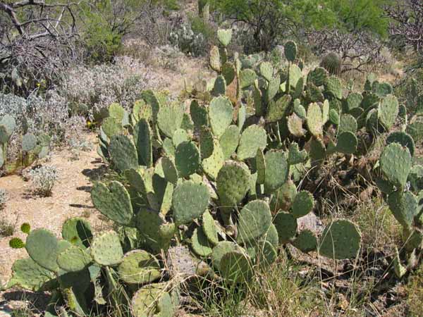 Prickly-Pear, Saguaro West NP, Arizona