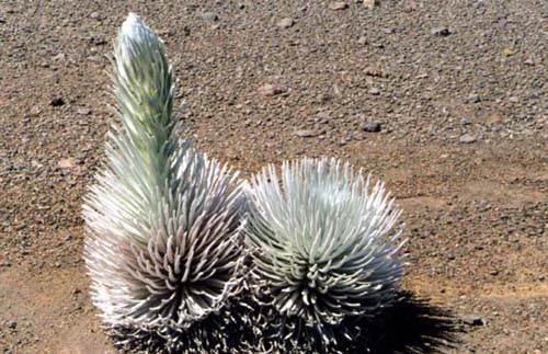 Silversword, Haleakala NP, Maui