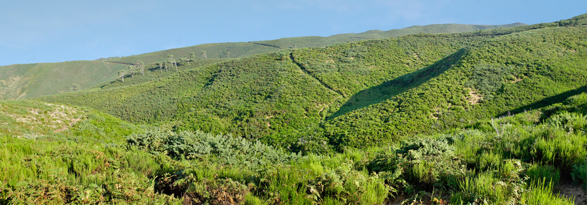 Cabeco Roseira