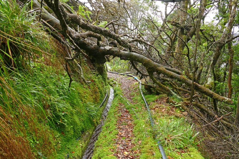 Levada do Brasileiro