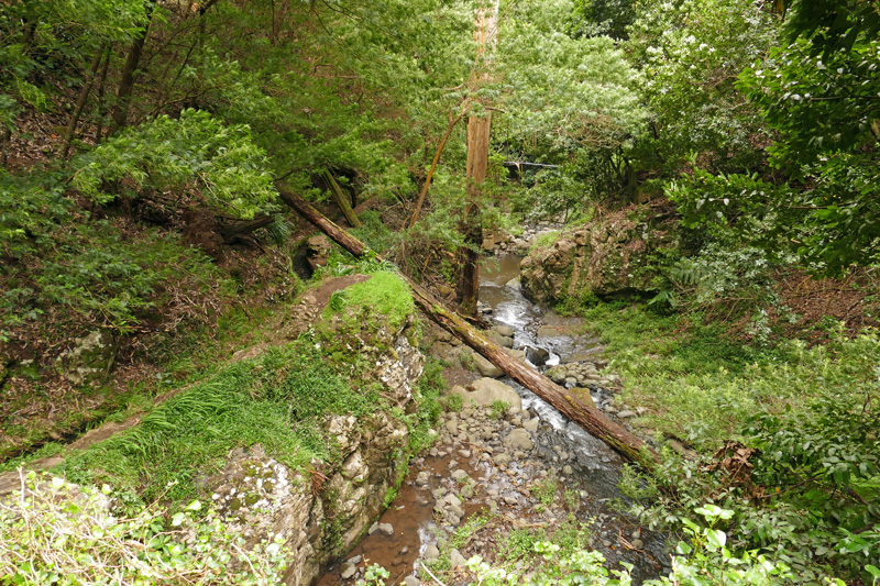 Levada Moinho Serra