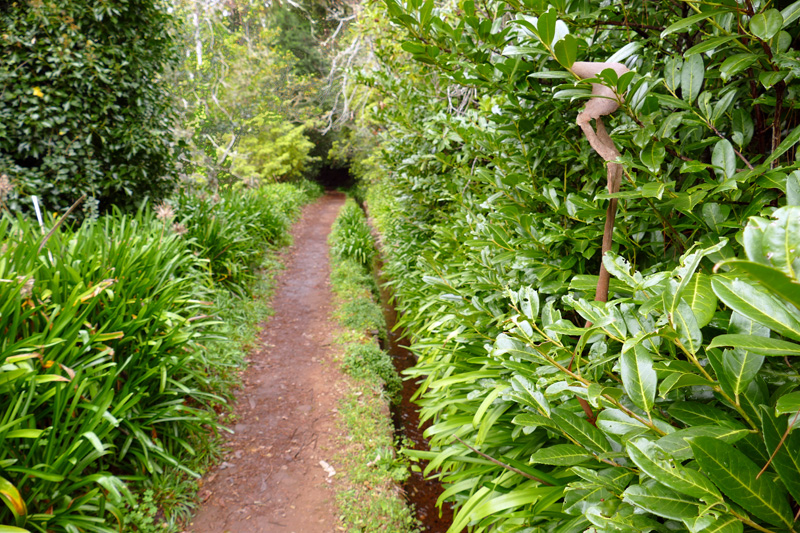 Levada Serra Faial
