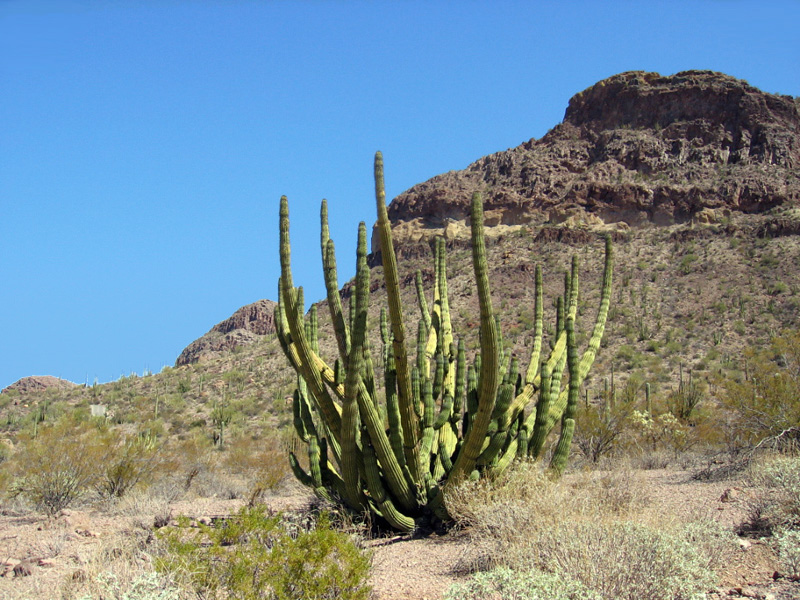 Ajo Mountain Drive