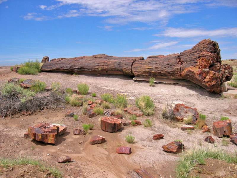 Giant Logs