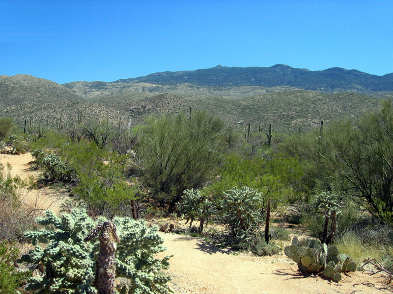 Rincon Mountains