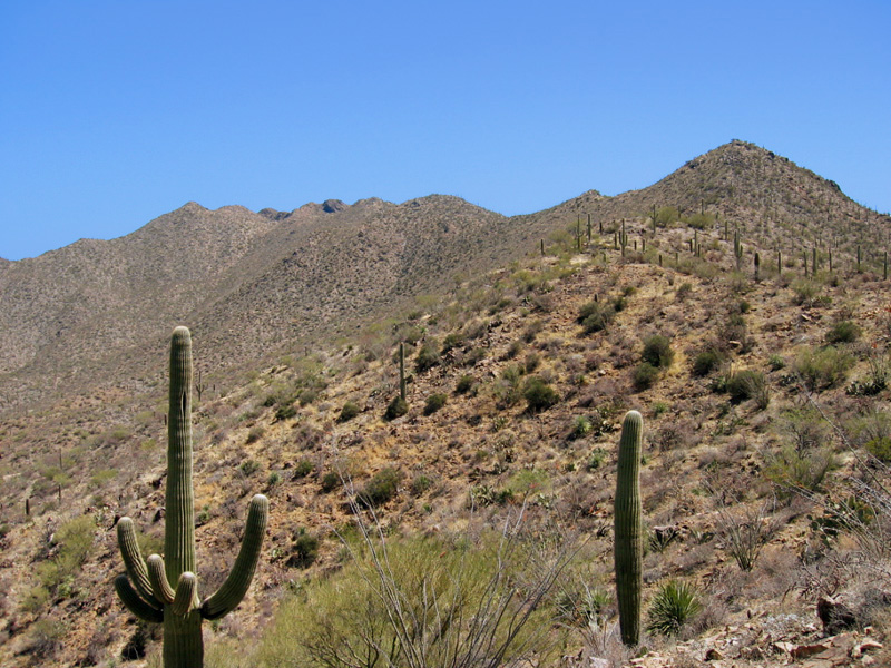 Wasson Peak