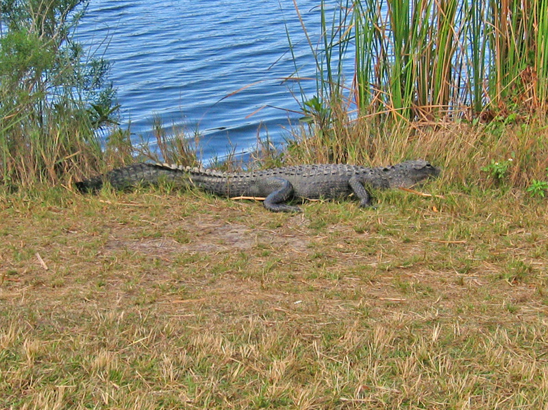 Paurotis Pond