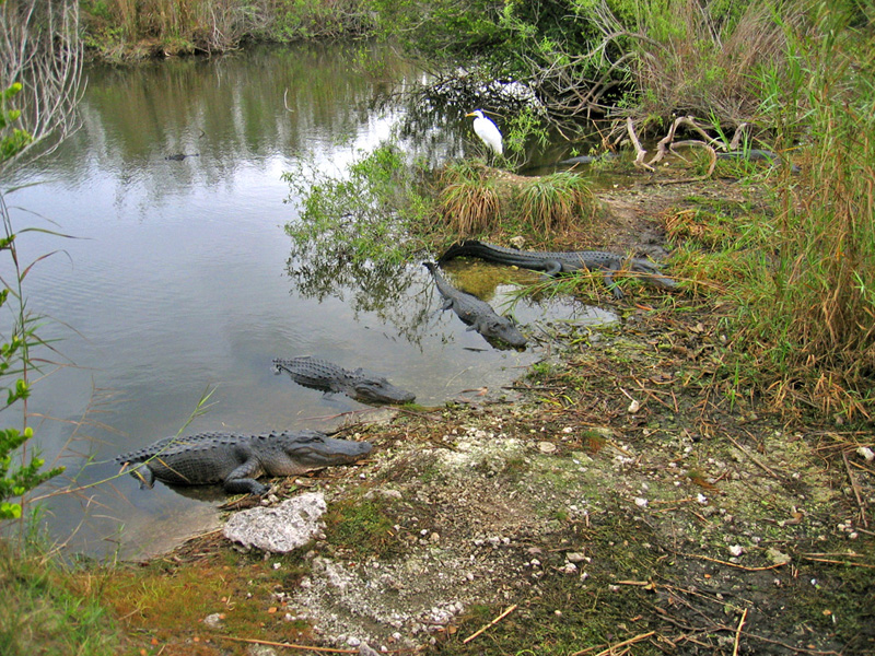 Anhinga Trail