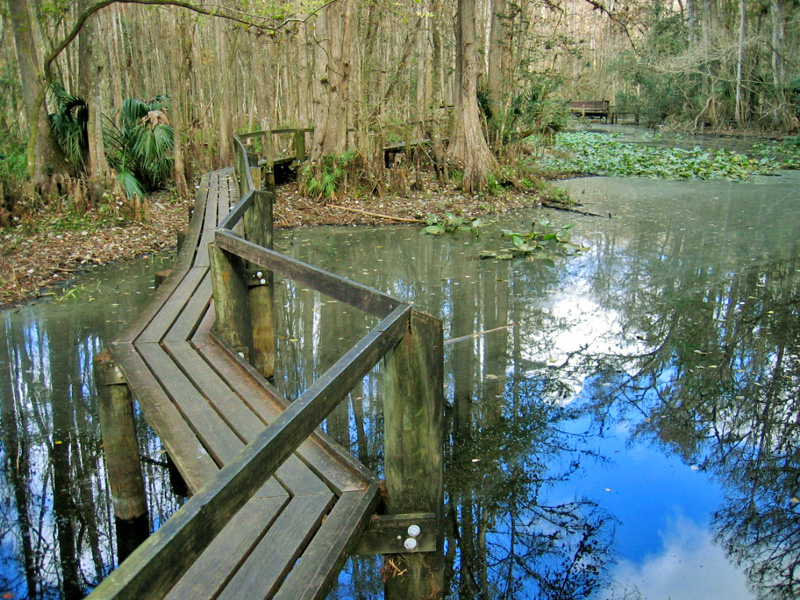 Highlands Hammock