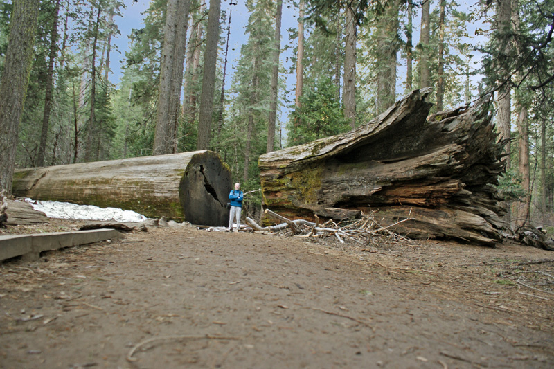 Calaveras Big Trees