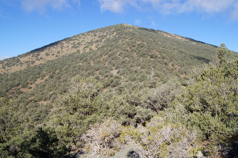 Wildrose Peak