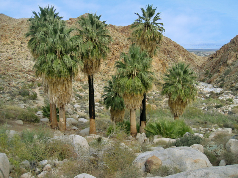 49 Palms Oasis