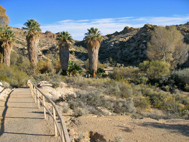 Lost Palms Oasis