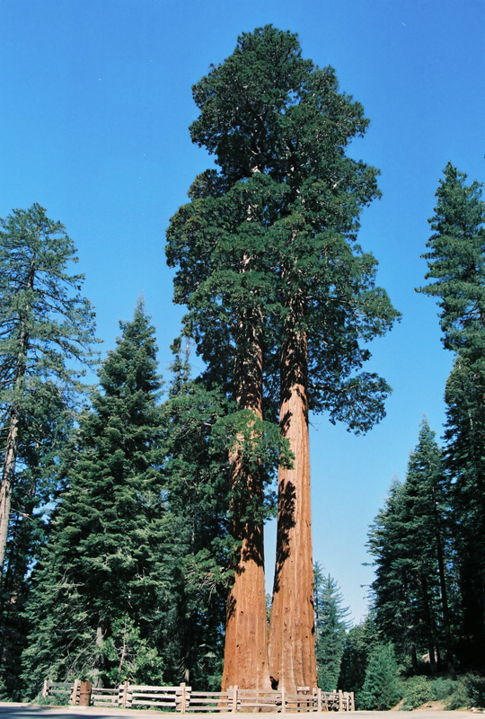 Grant Grove