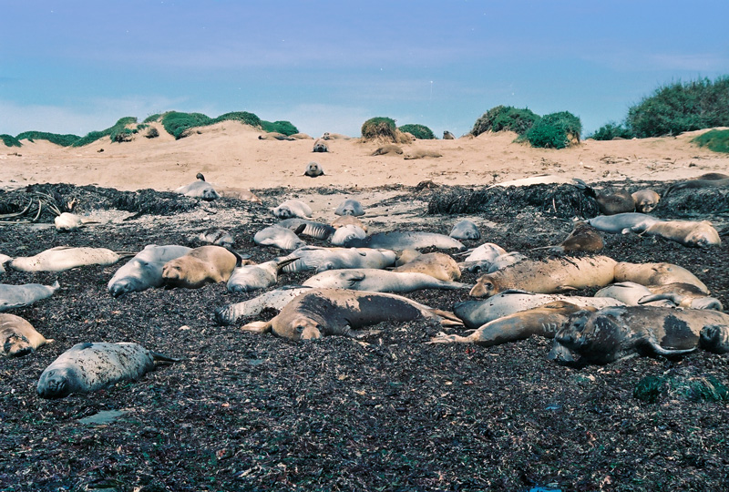 Ano Nuevo StPk, Kalifornien