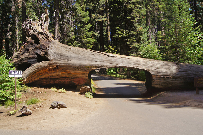 Tunnel Log