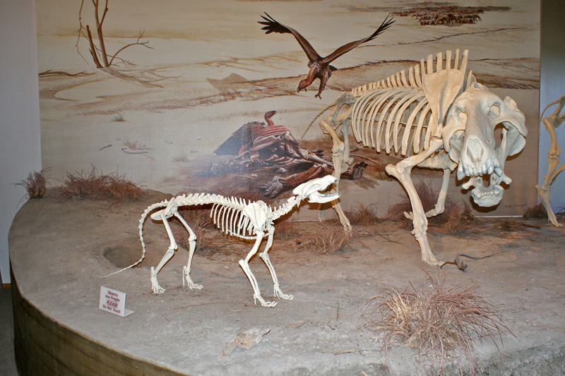 Agate Fossil Beds