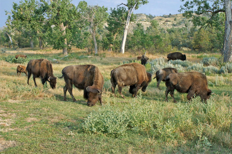 Peaceful Ranch