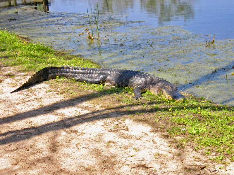 Brazos Bend