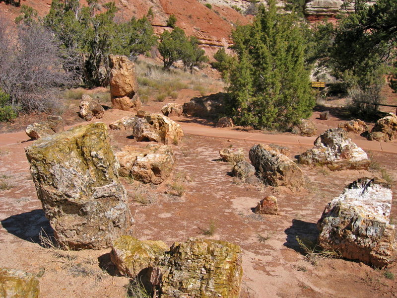 Escalante Petrified Forest